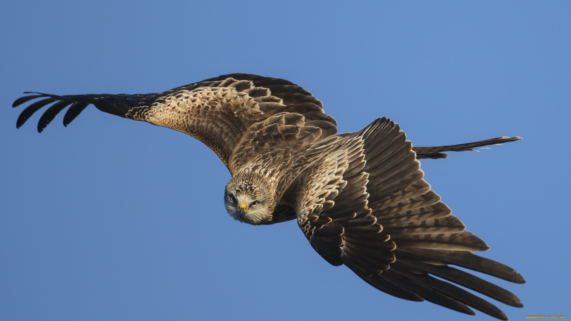 животные, птицы, -, хищники, птичка