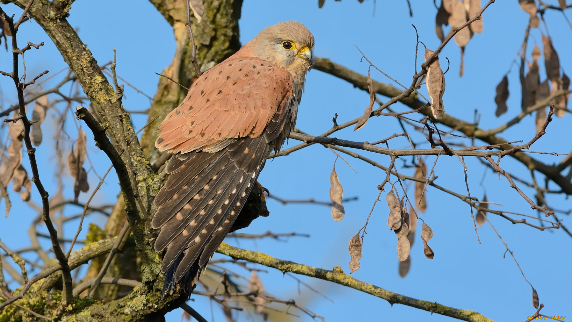 животные, птицы, -, хищники, птичка