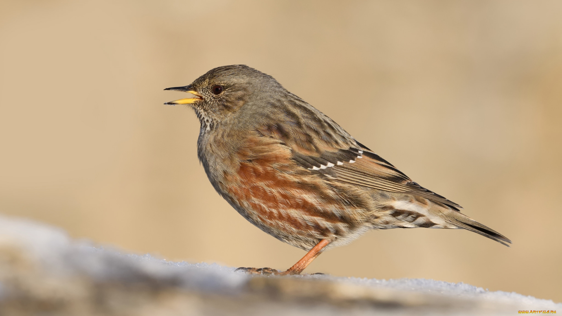 животные, птицы, птичка