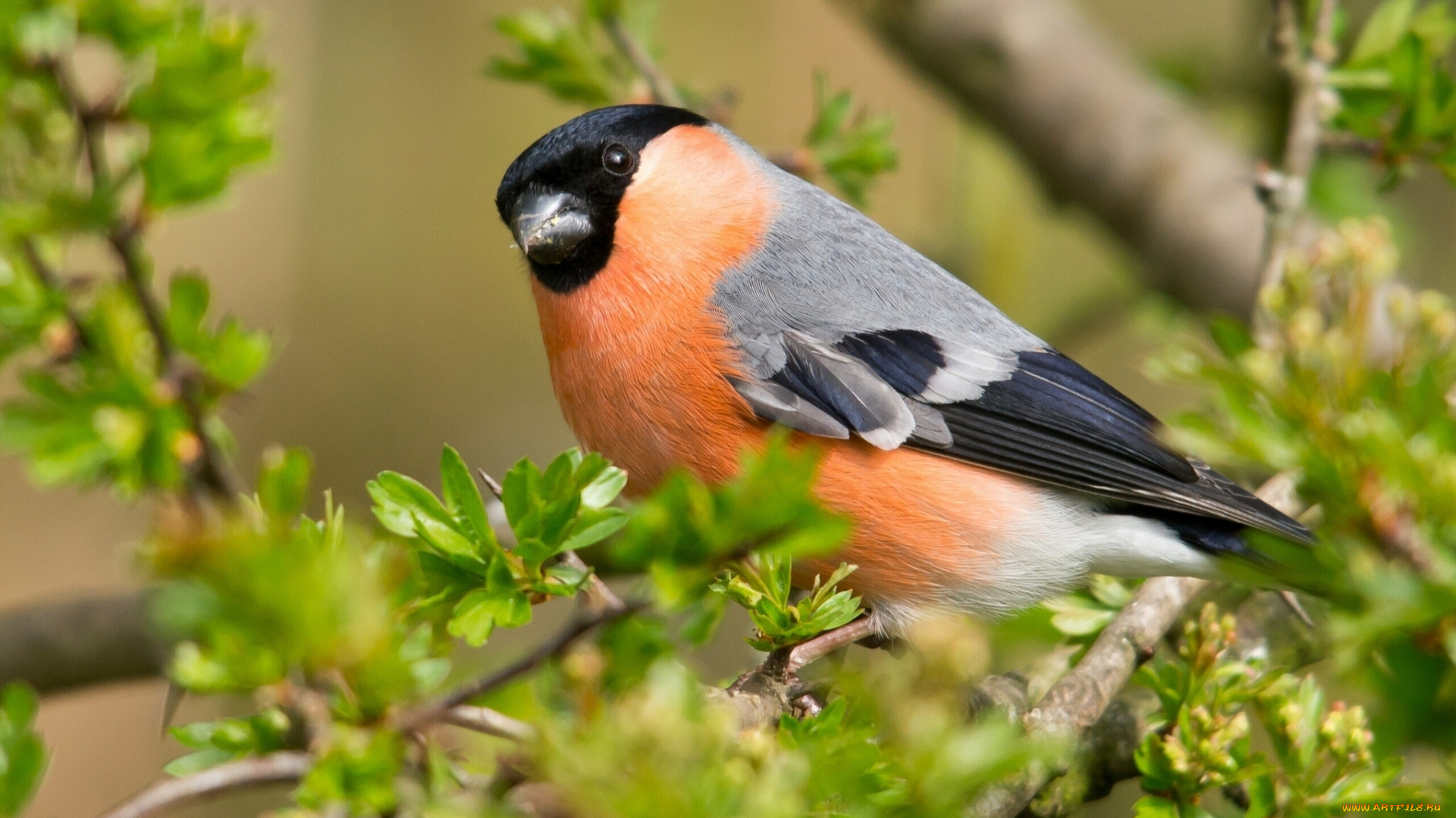 животные, птицы, ветки