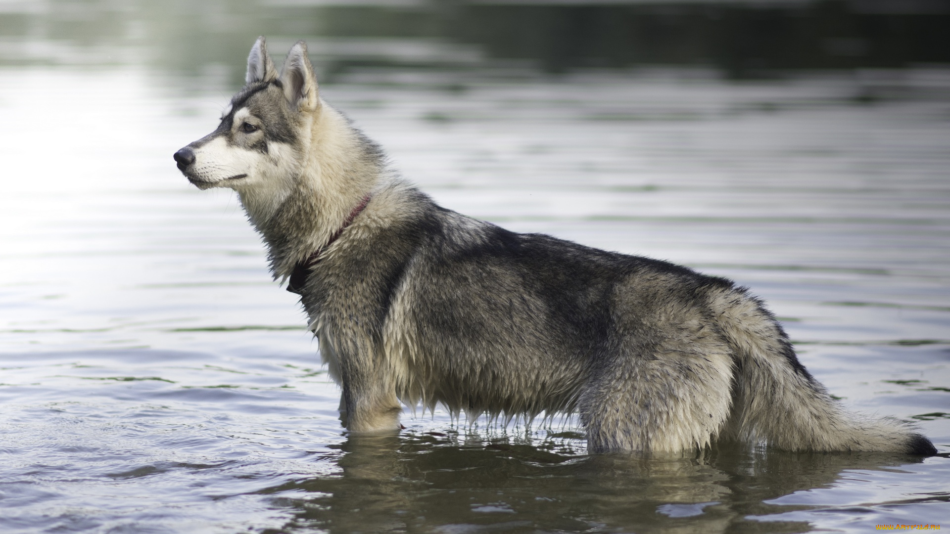 животные, собаки, профиль