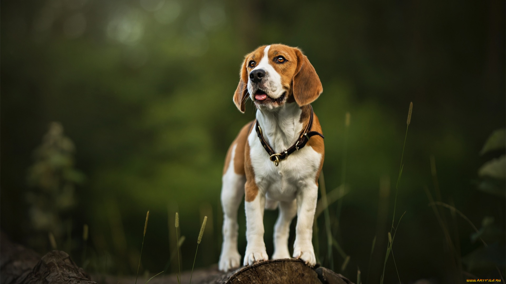 животные, собаки, взгляд