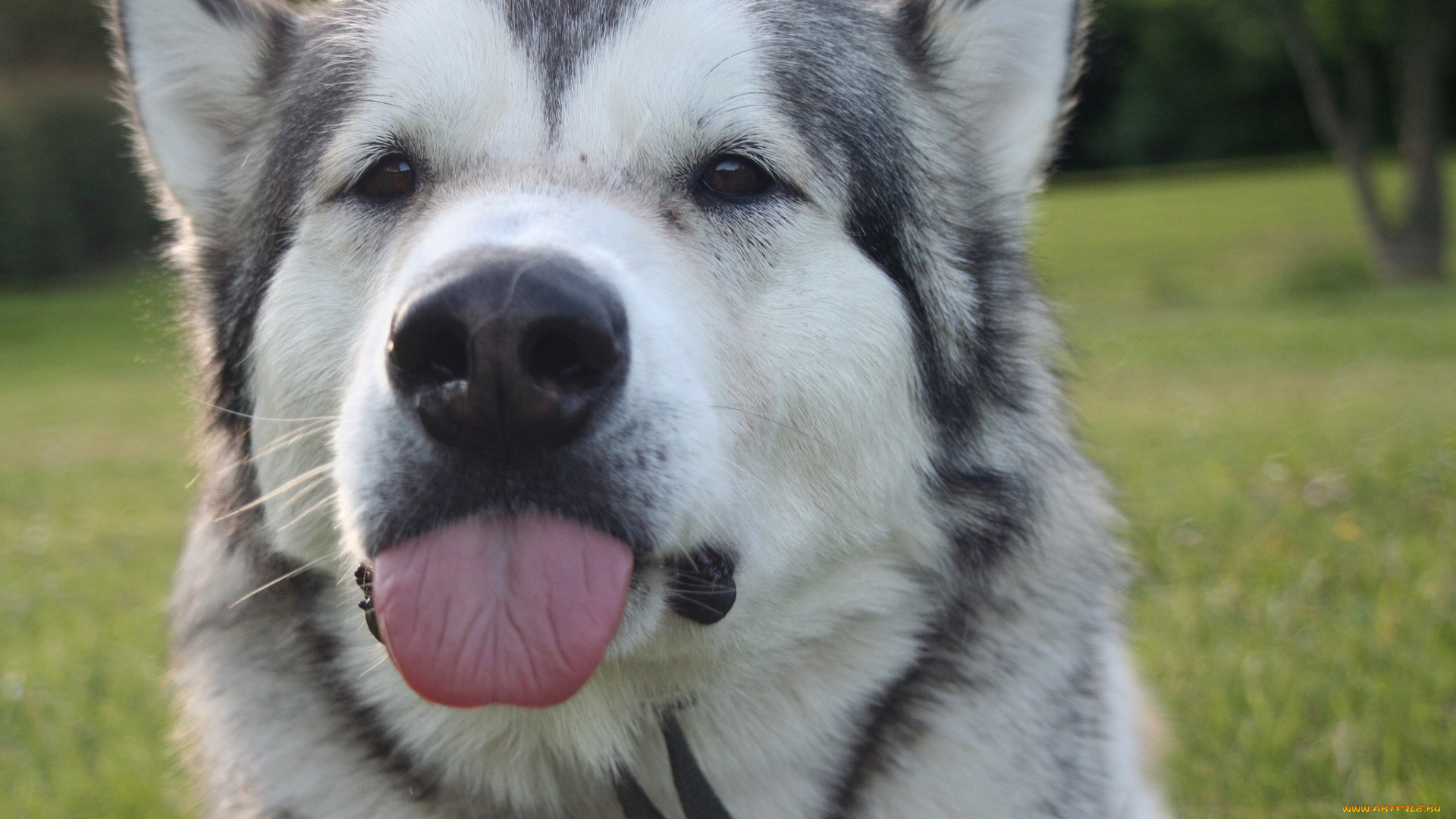 животные, собаки, взгляд