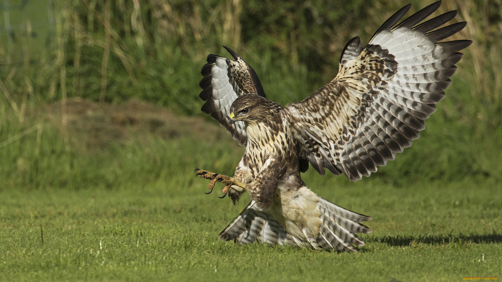 животные, совы, птичка