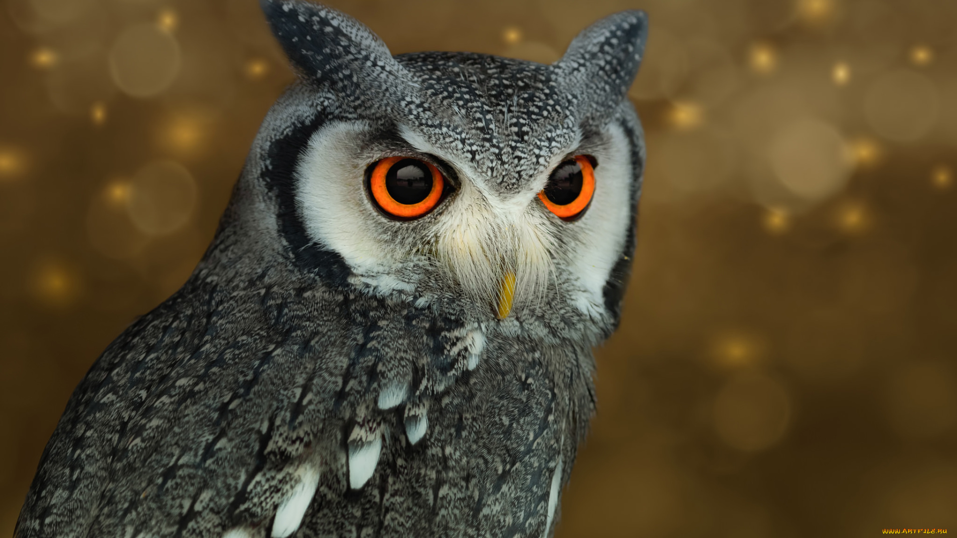 животные, совы, птичка