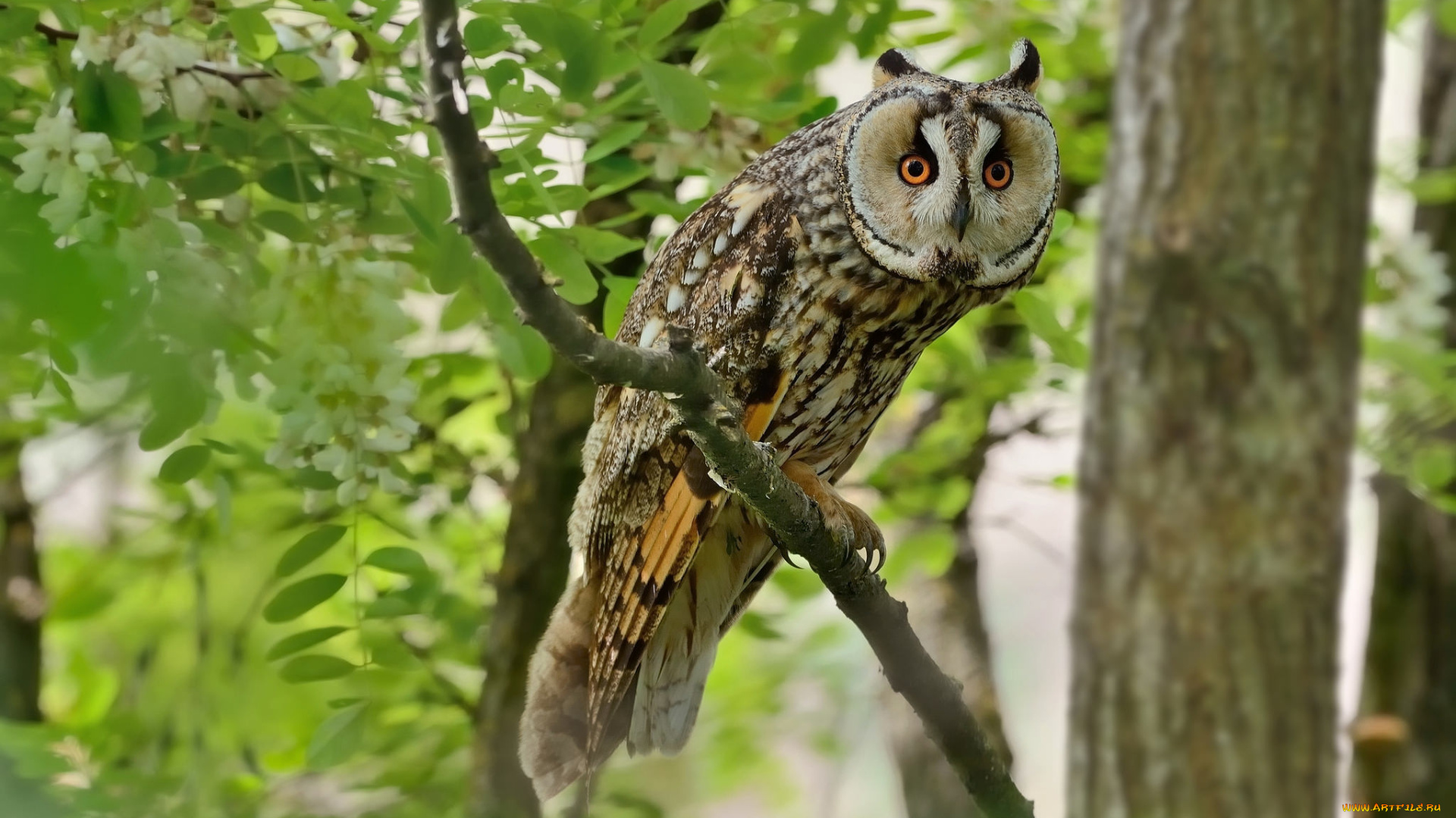 животные, совы, птичка