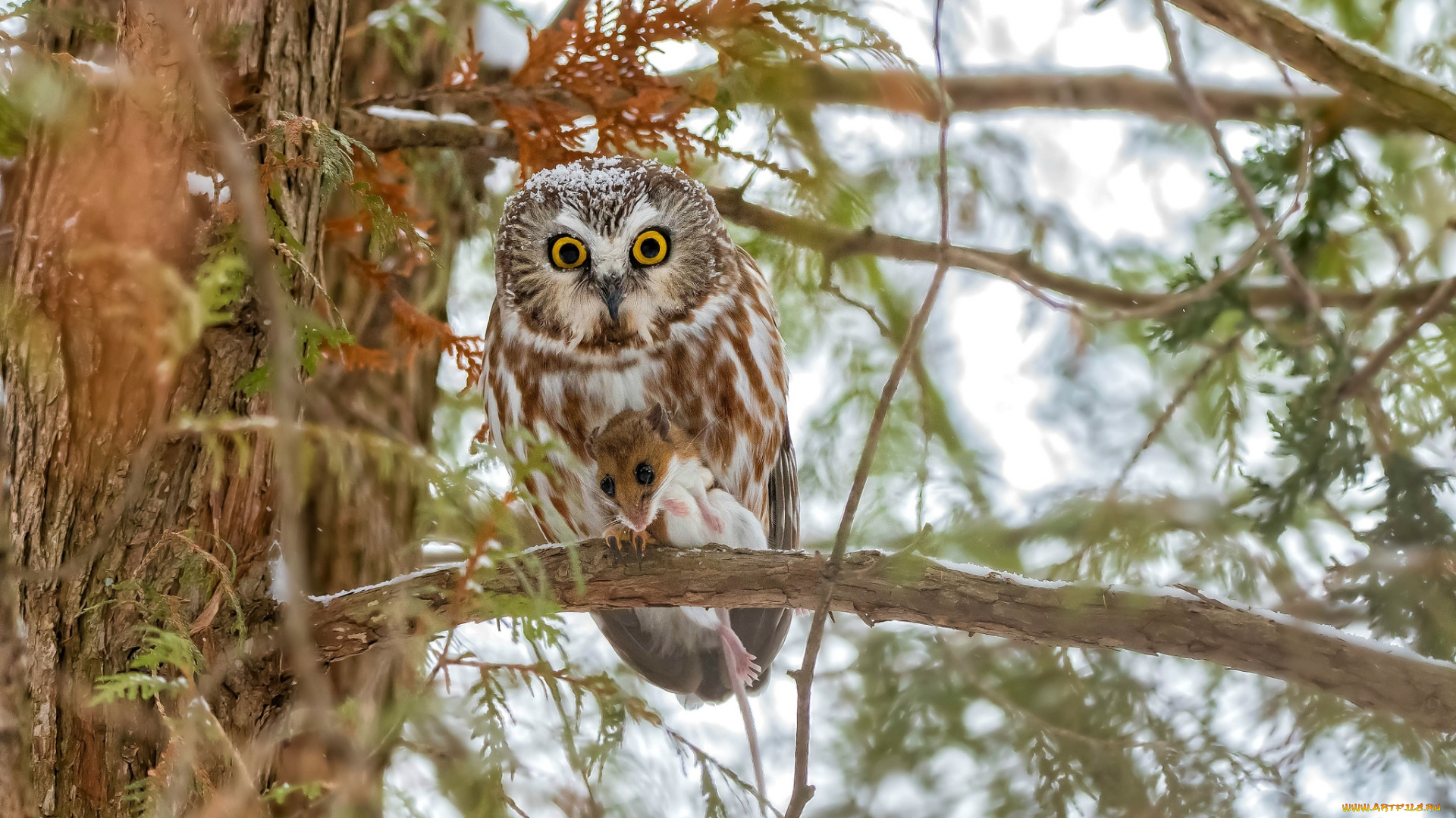 животные, совы, птичка