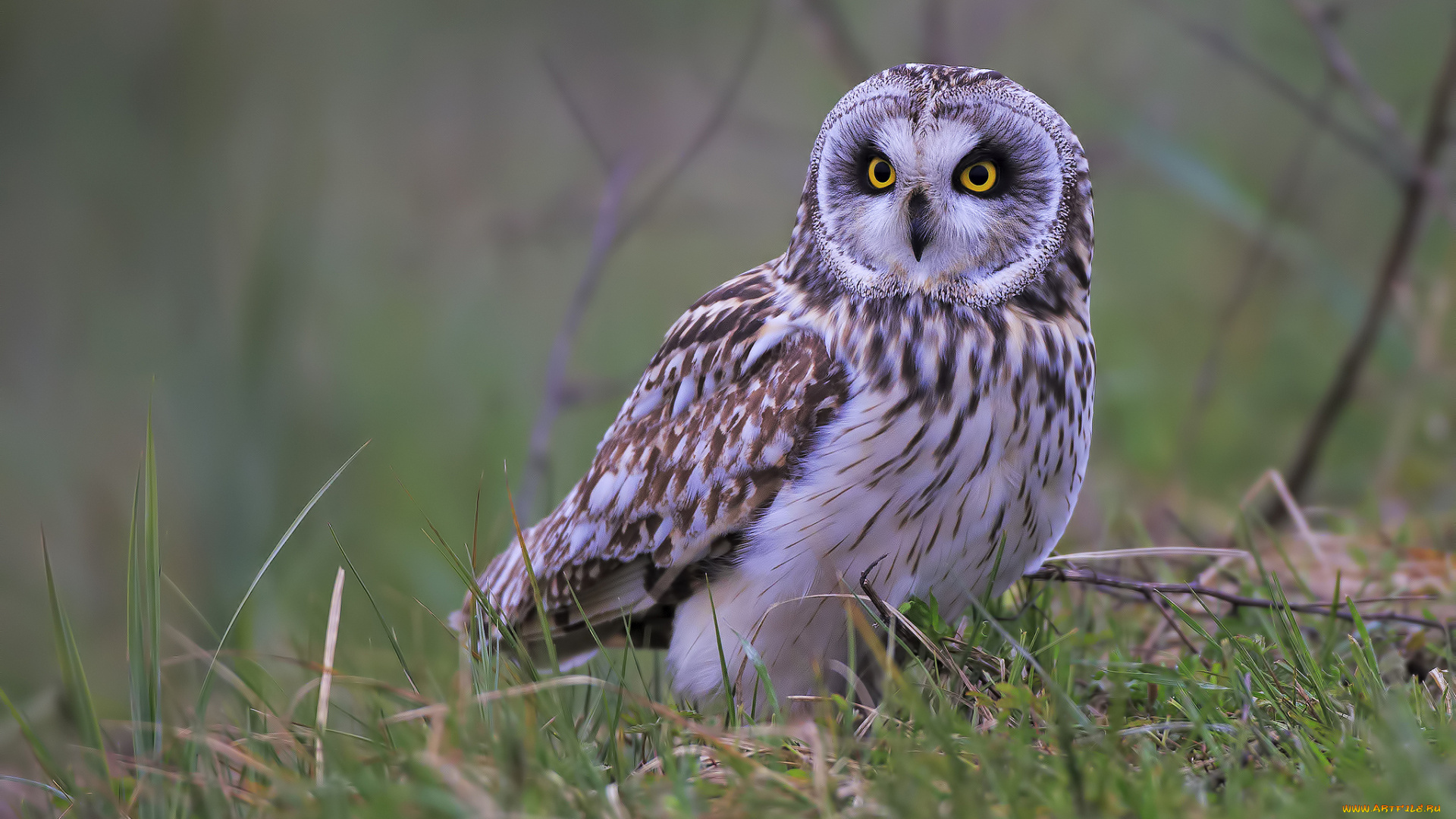 животные, совы, птичка