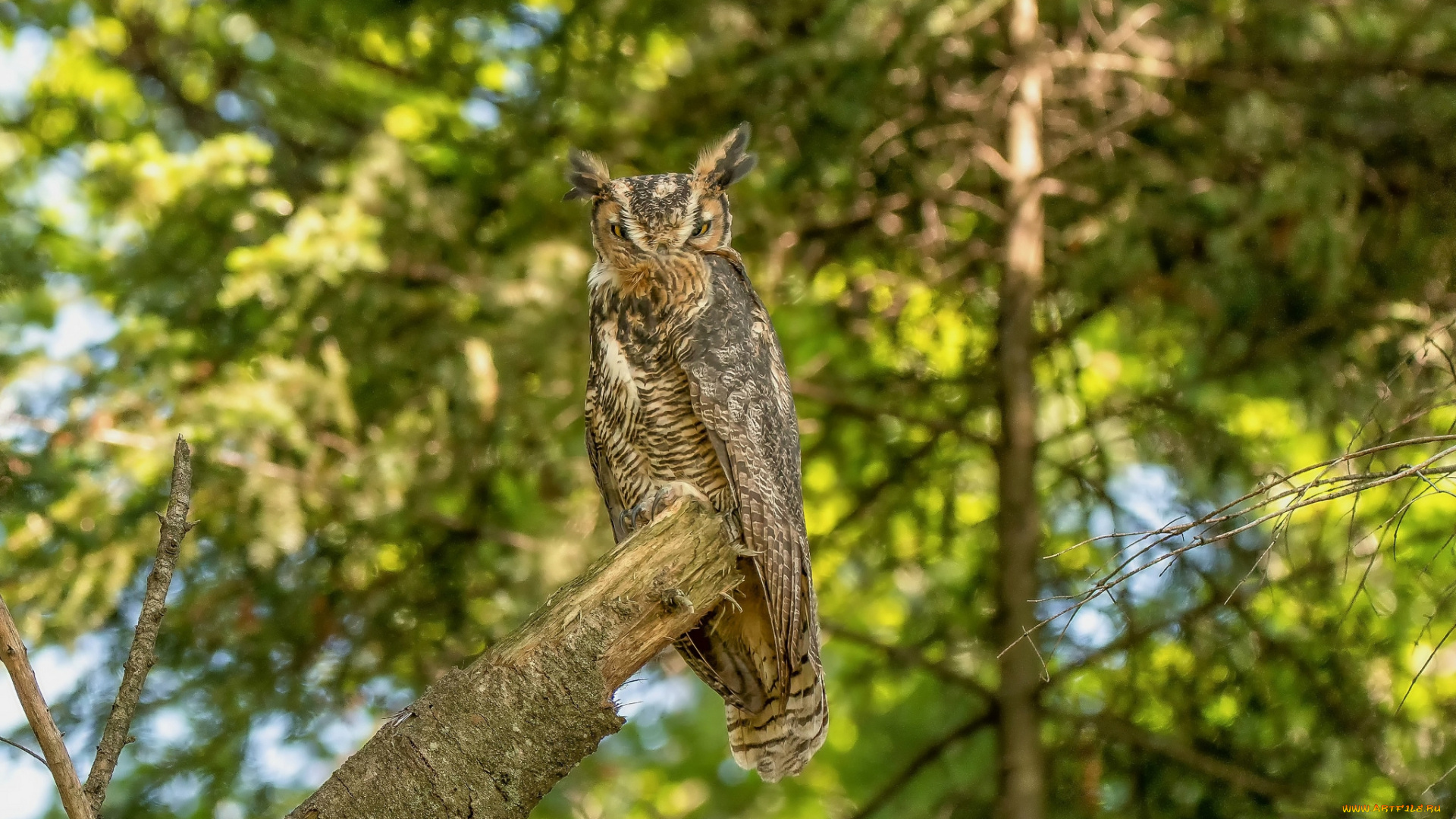 животные, совы, птичка