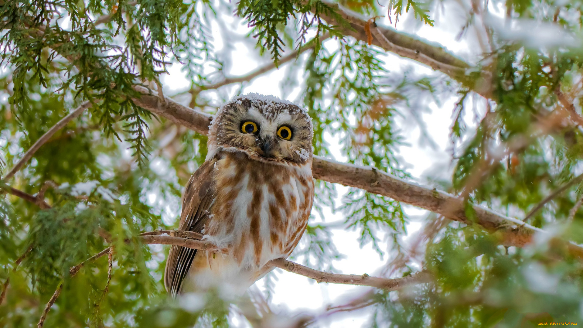 животные, совы, птичка