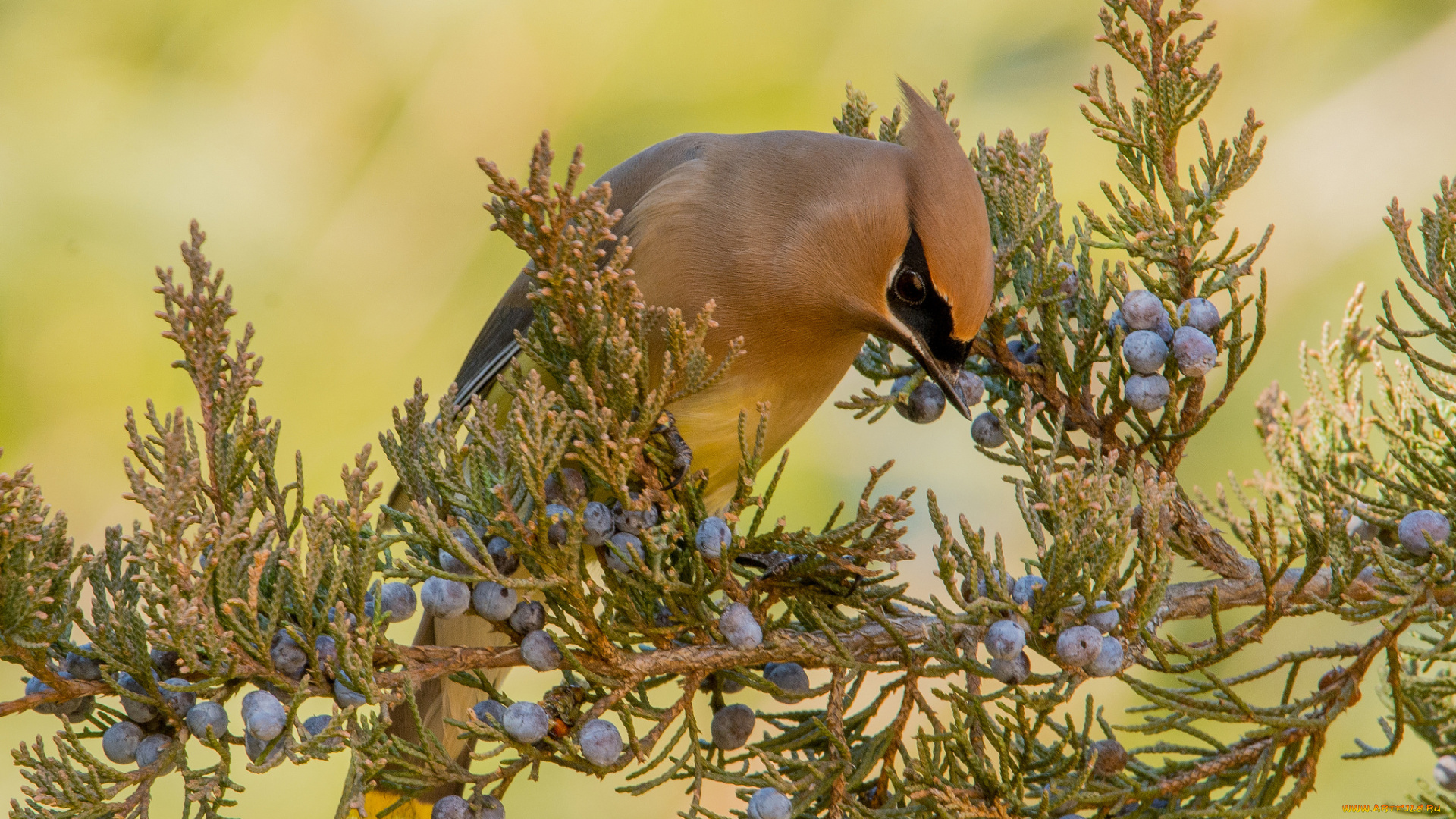 животные, свиристели, птичка