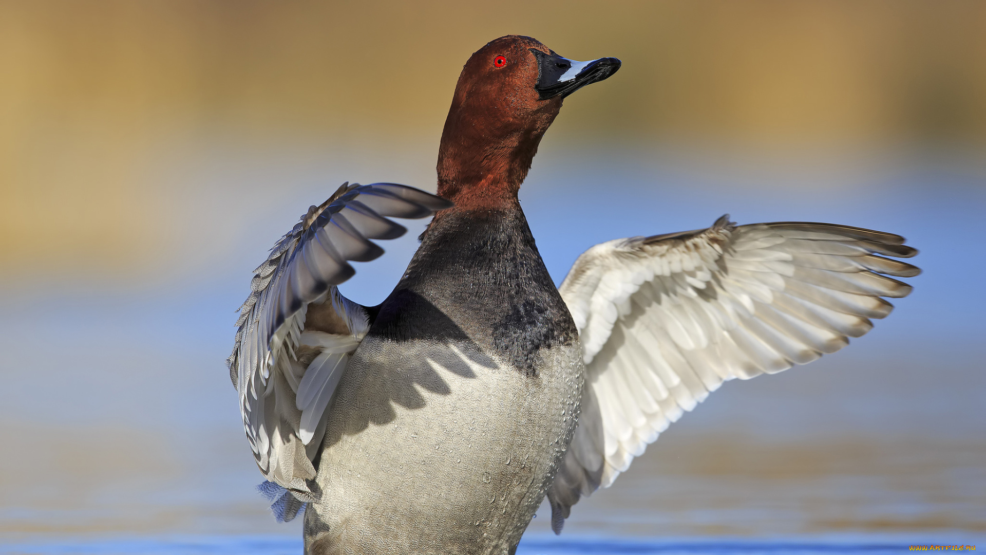 животные, утки, птичка