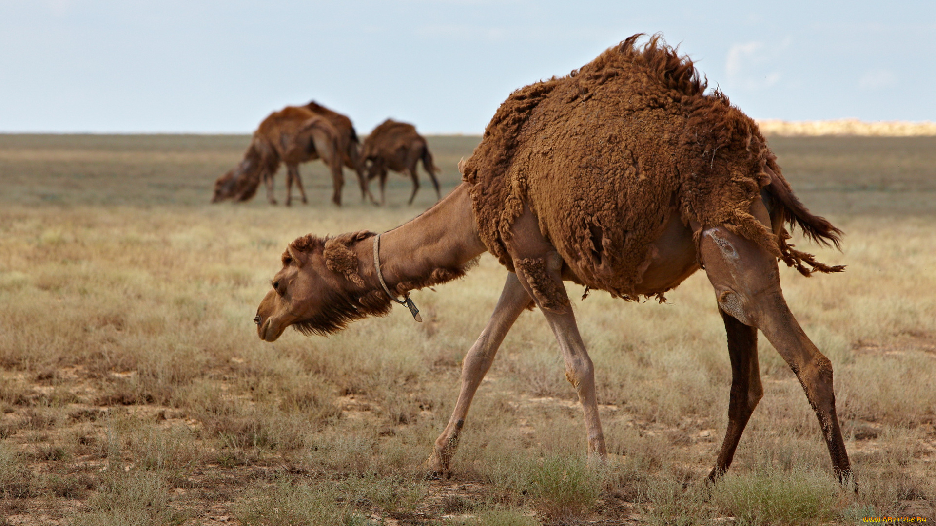 животные, верблюды, верблюд, шерсть, степь, трава