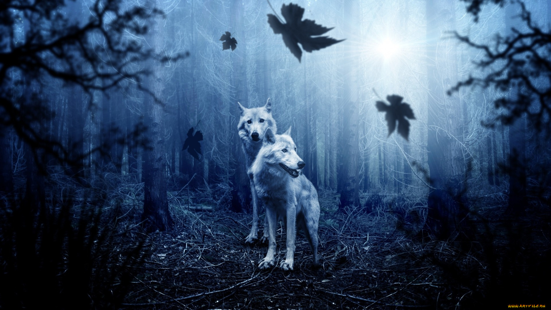 животные, волки, , койоты, , шакалы, двое