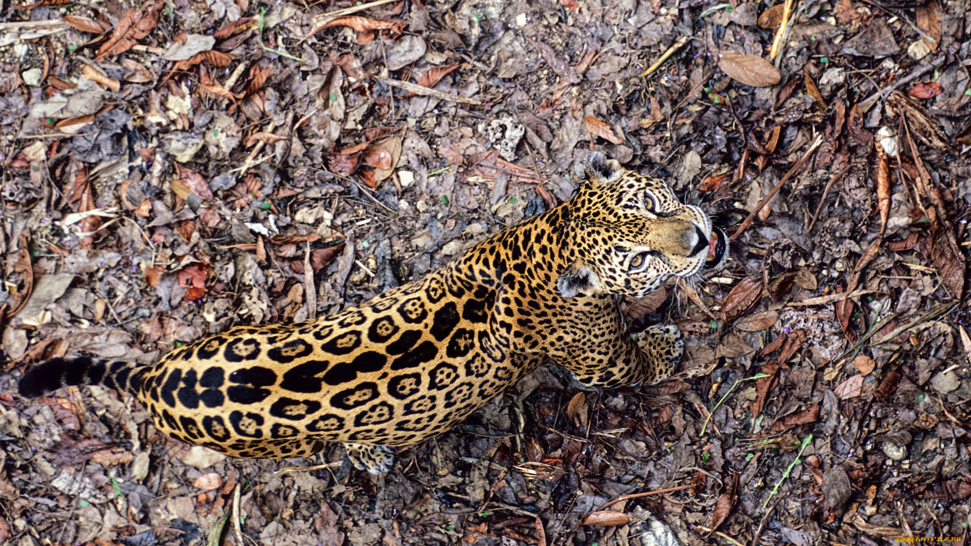 животные, Ягуары, ягуар, листья, зверь, хищник