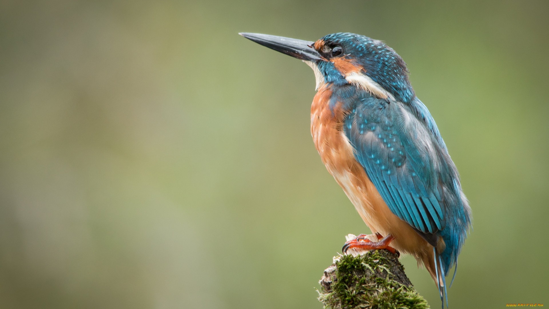 животные, зимородки, птичка