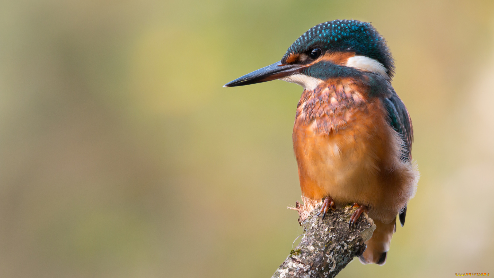 животные, зимородки, птичка