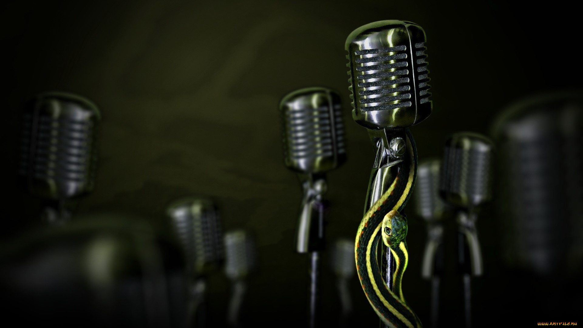 животные, змеи, , питоны, , кобры, микрофоны, змея