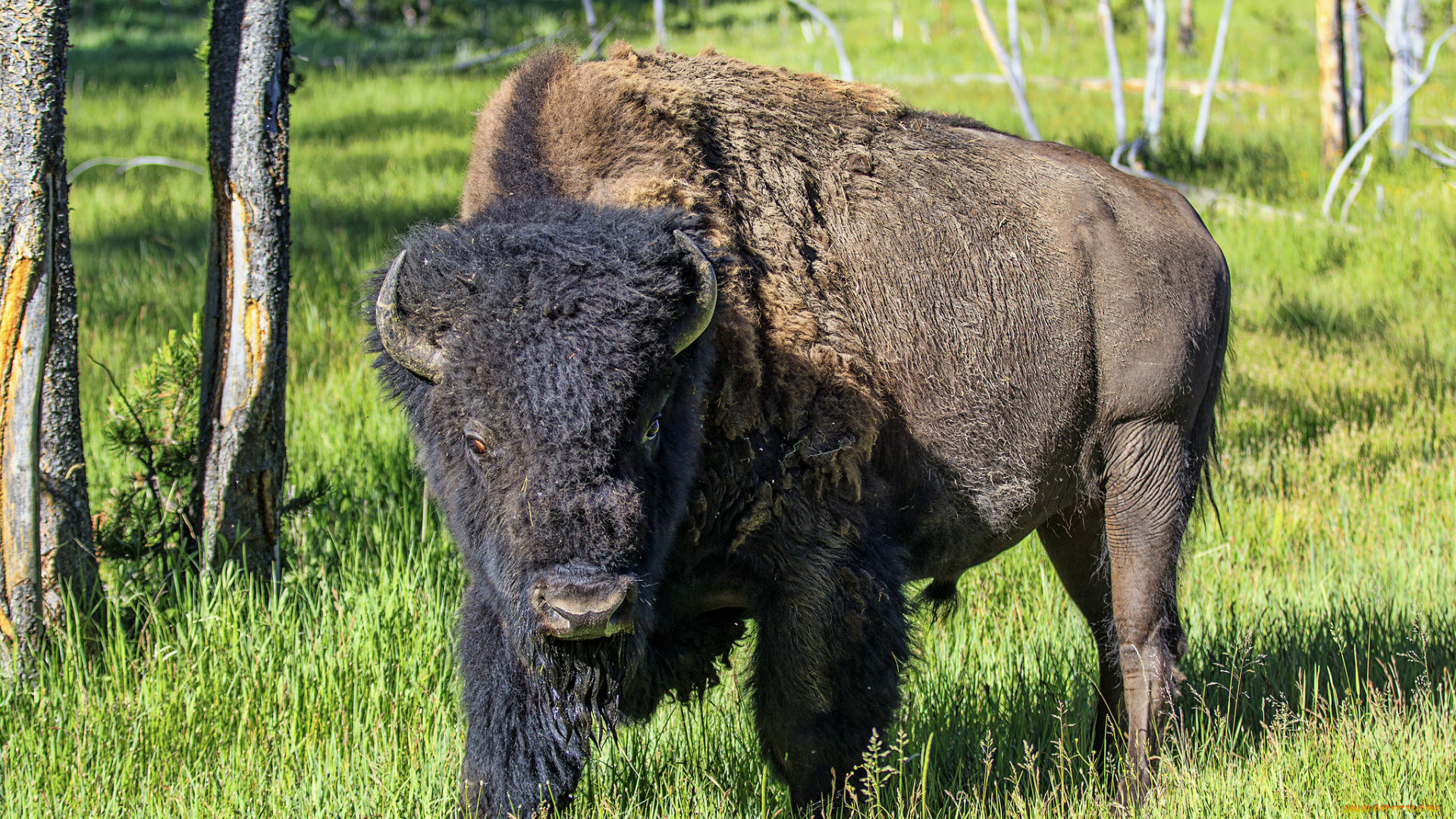 животные, зубры, , бизоны, зубр