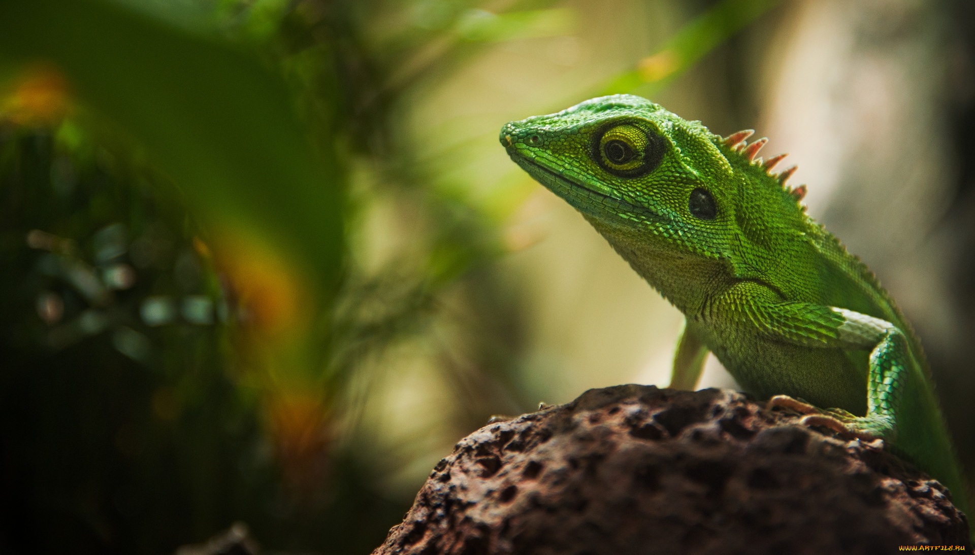 животные, Ящерицы, , игуаны, , вараны, ящерица, зеленая, камень
