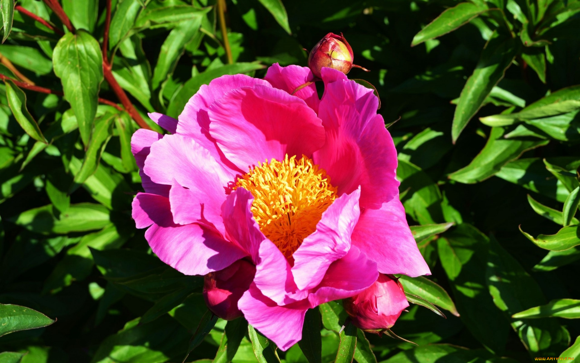 цветы, пионы, древовидный