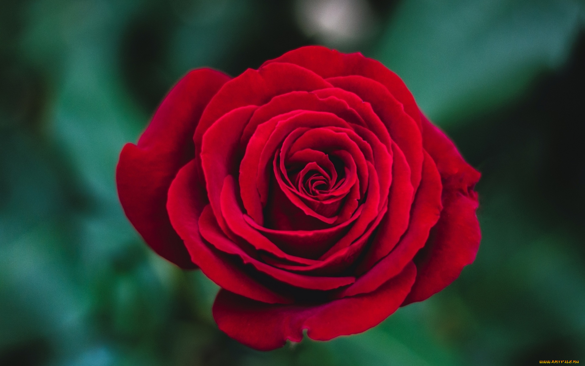 цветы, розы, красная, роза