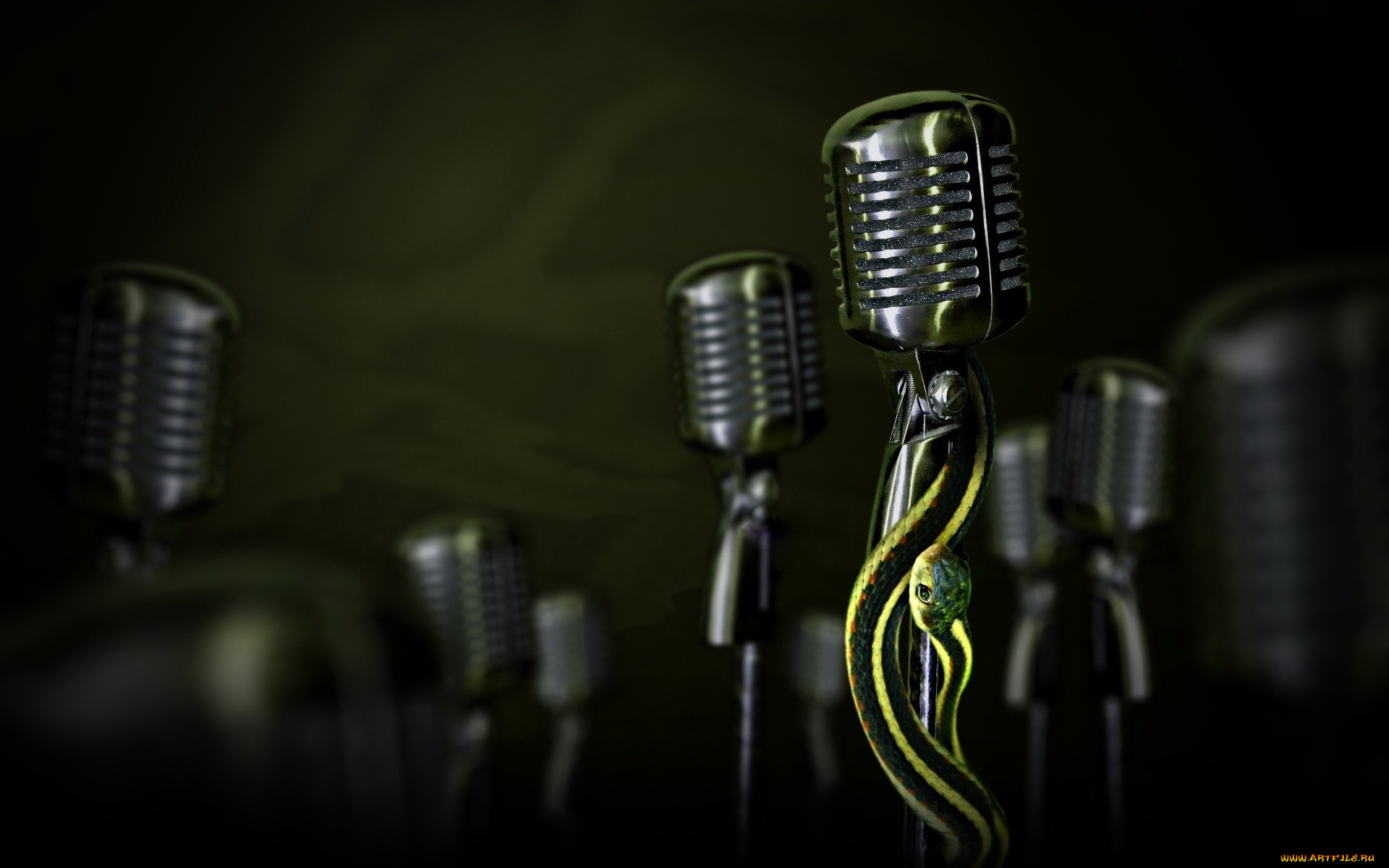 животные, змеи, , питоны, , кобры, микрофоны, змея