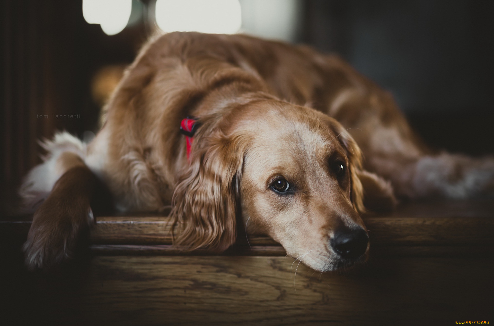 собака, животные, собаки