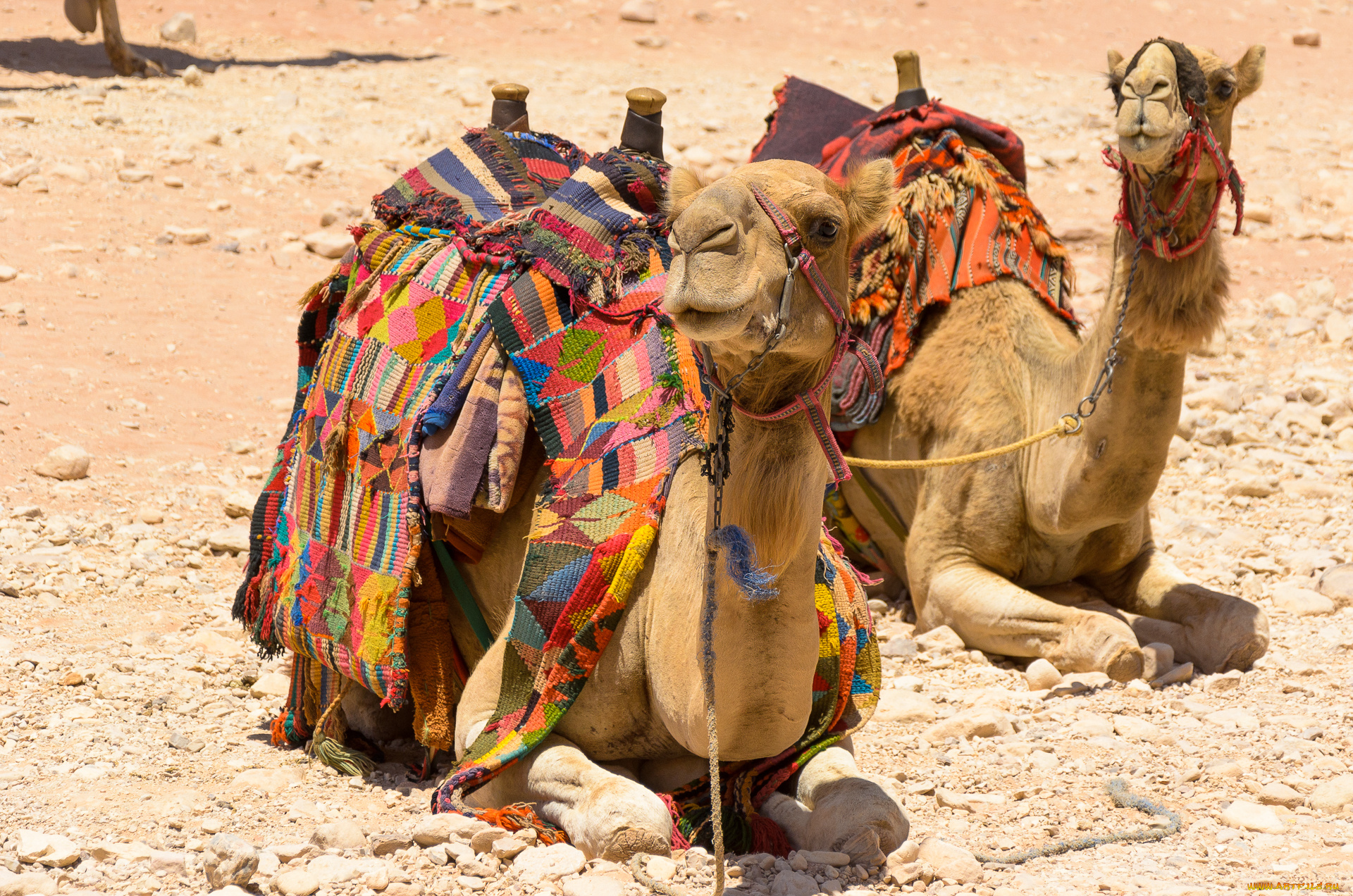 животные, верблюды, пустыня