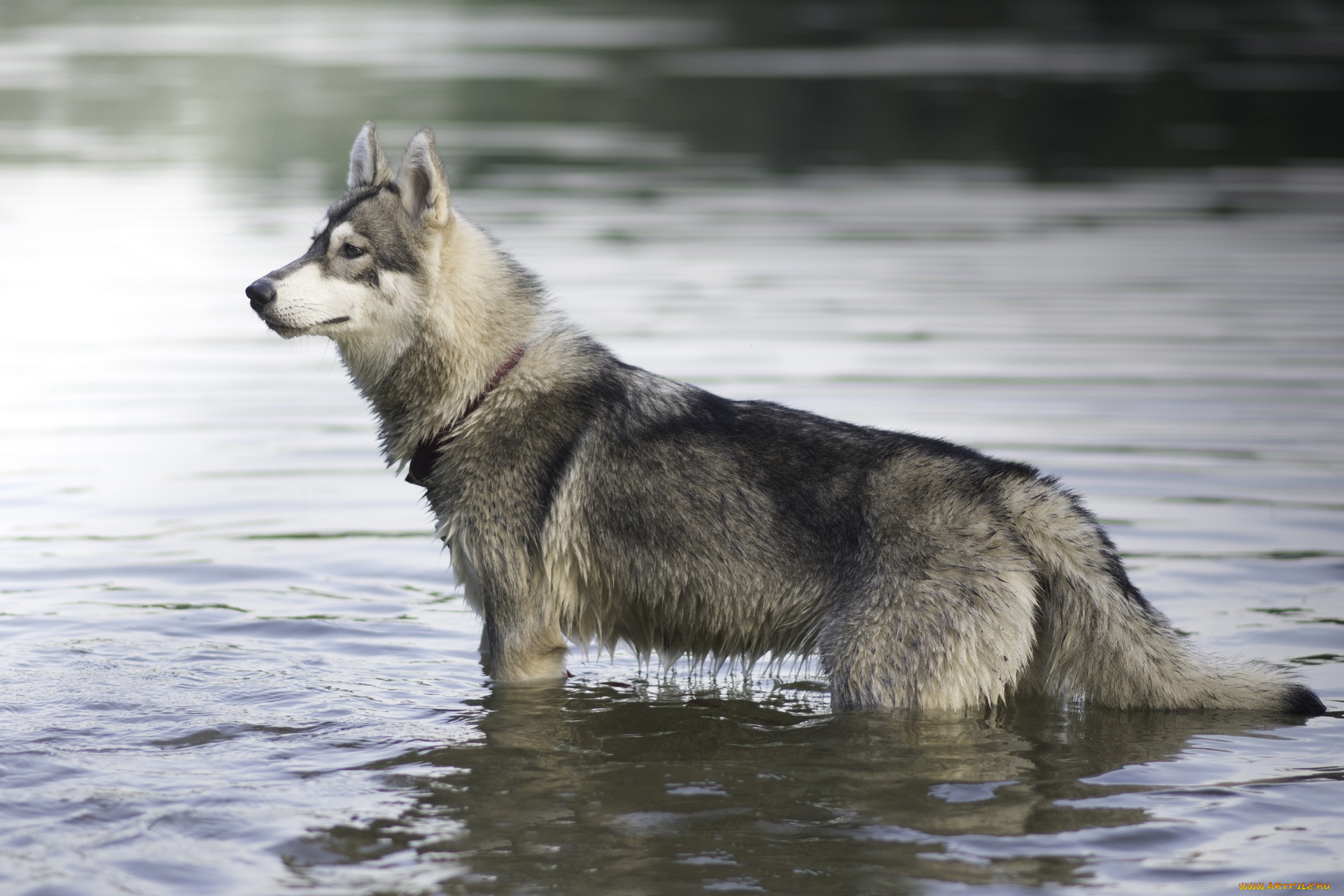 животные, собаки, профиль