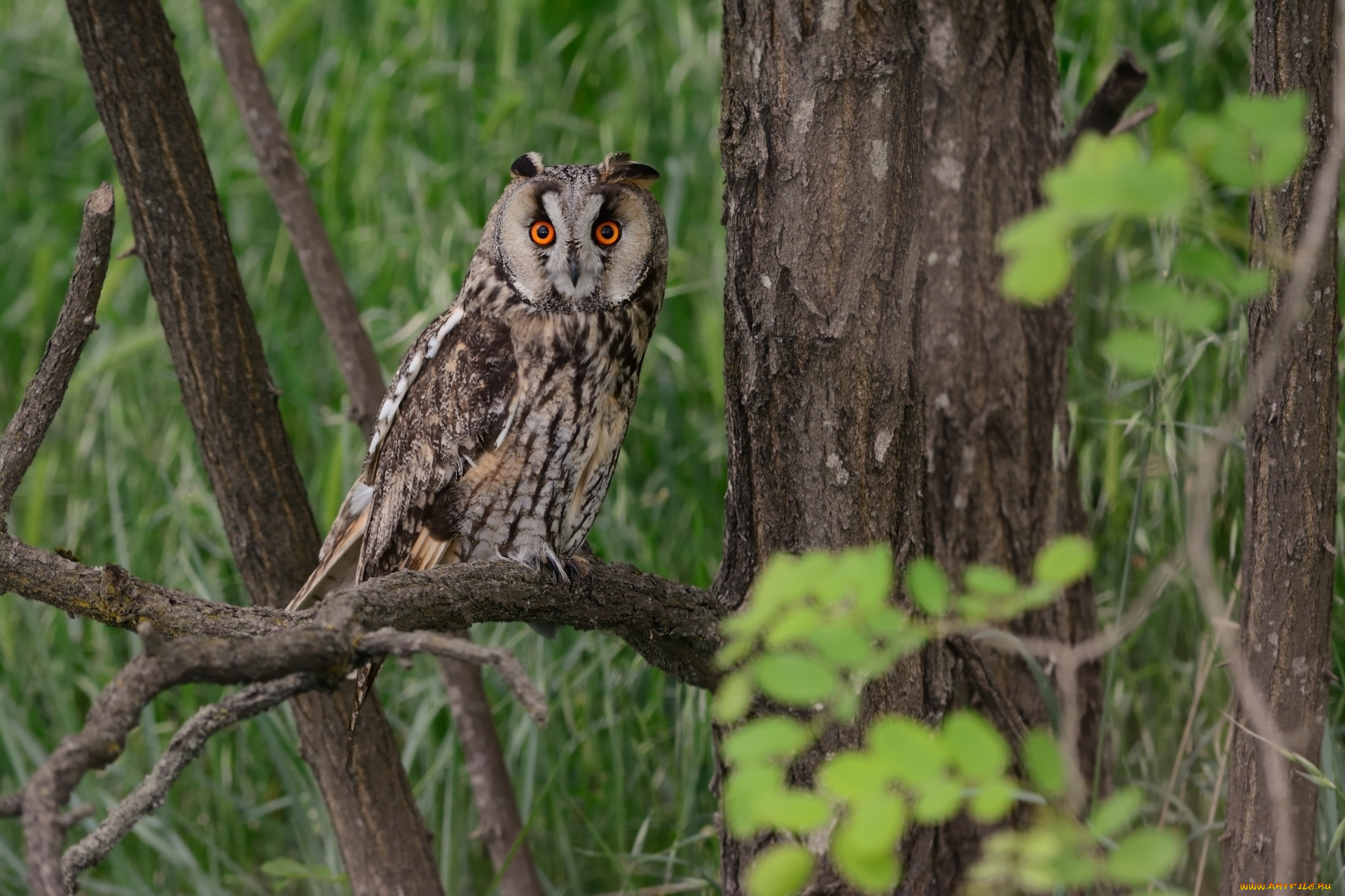 животные, совы, птичка