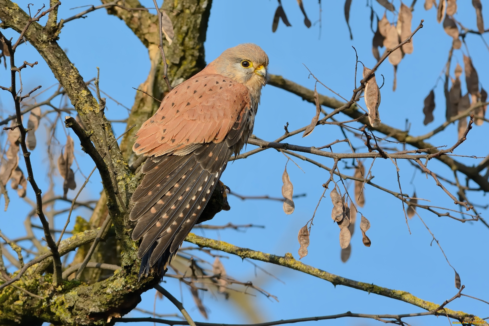 животные, птицы, -, хищники, птичка