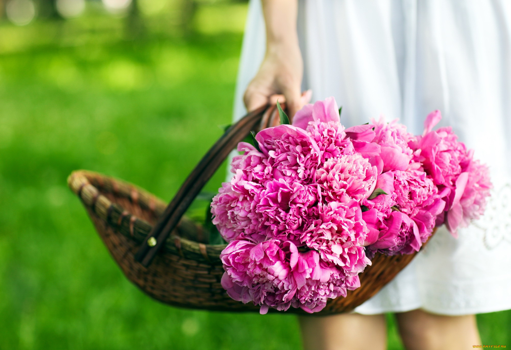 цветы, пионы, много, розовые, корзинка
