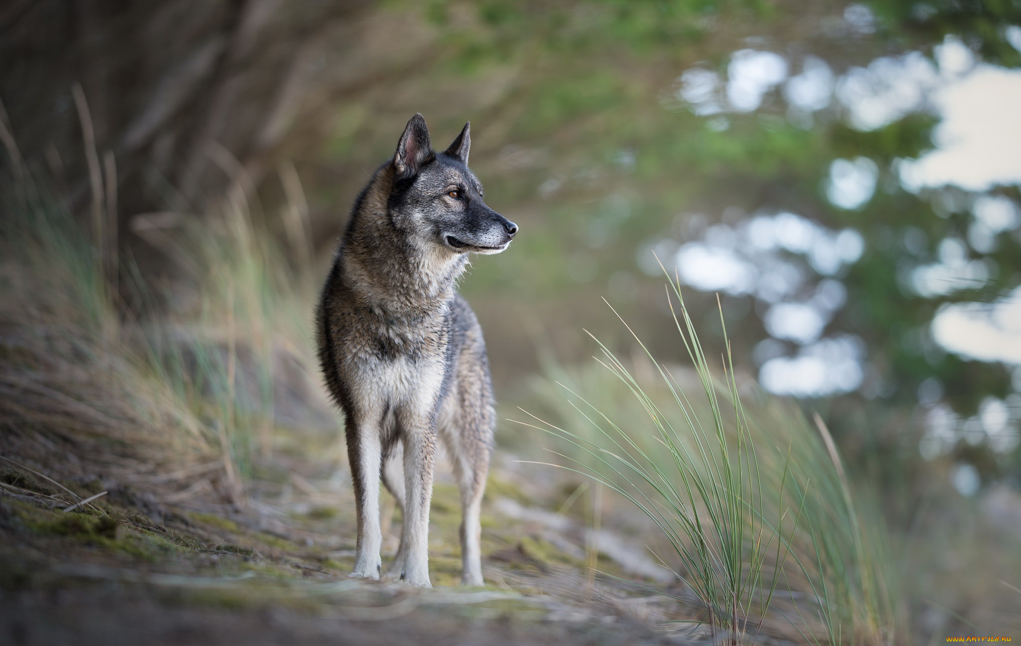 собака, животные, собаки