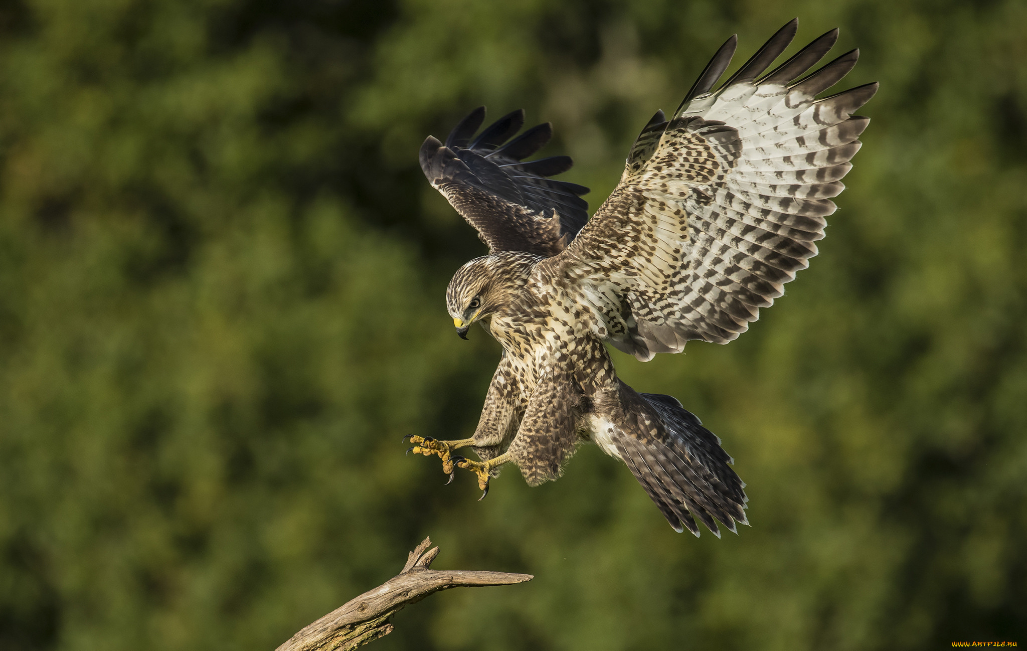 животные, птицы, -, хищники, птичка