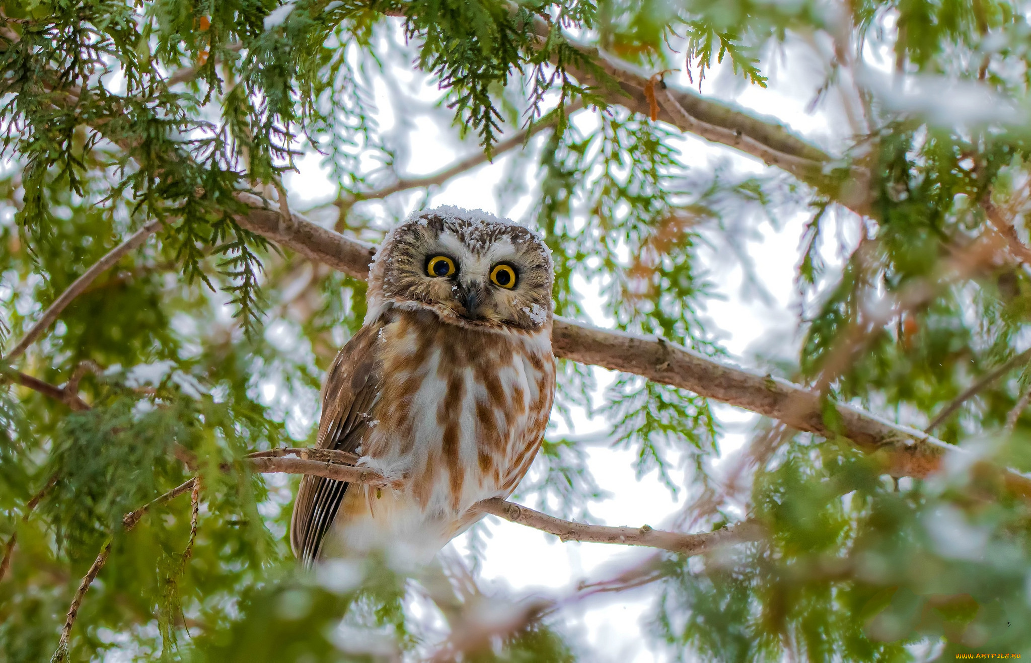 животные, совы, птичка