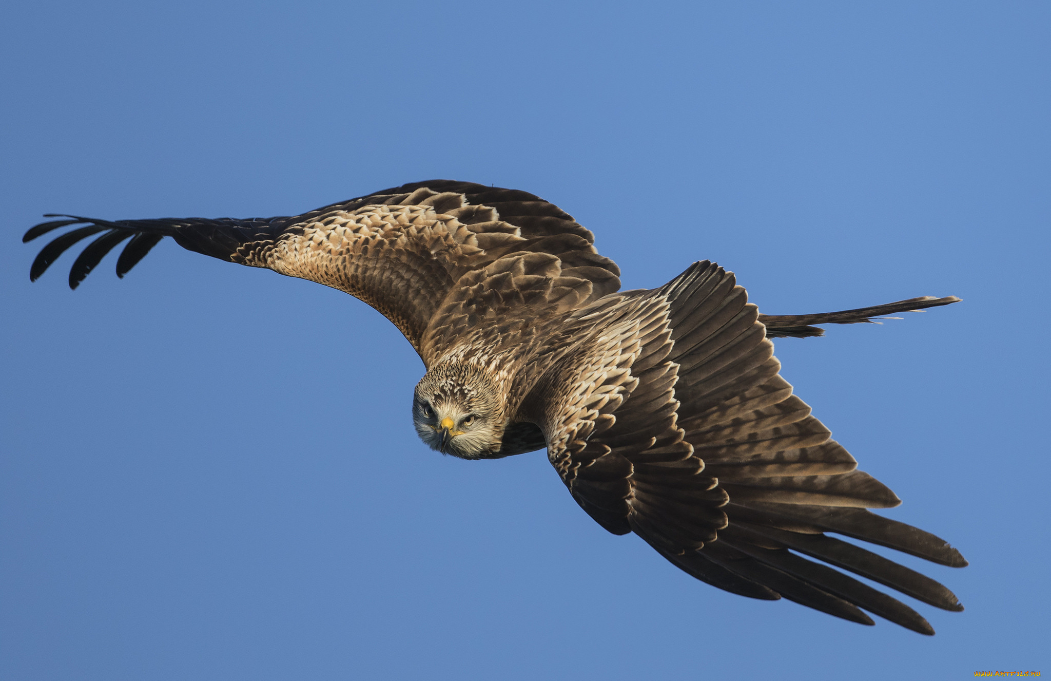 животные, птицы, -, хищники, птичка