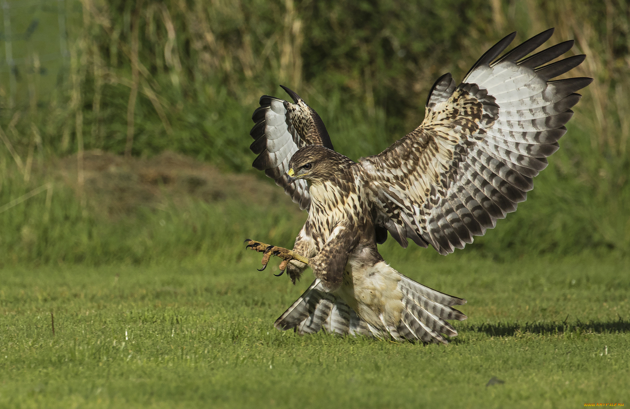 животные, совы, птичка