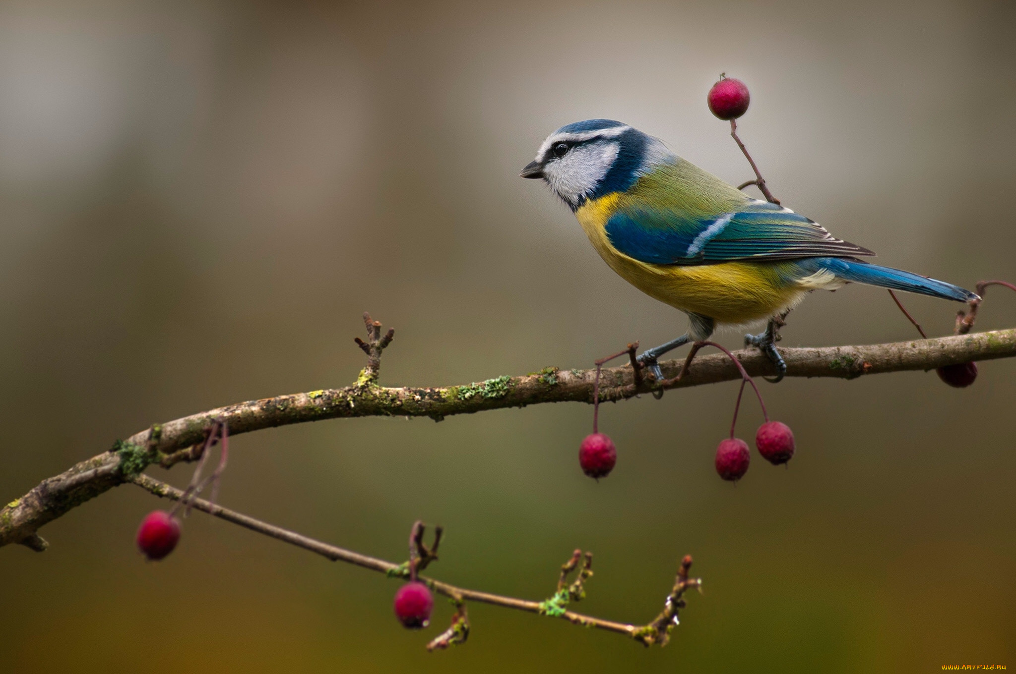 животные, синицы, , лазоревки, птичка