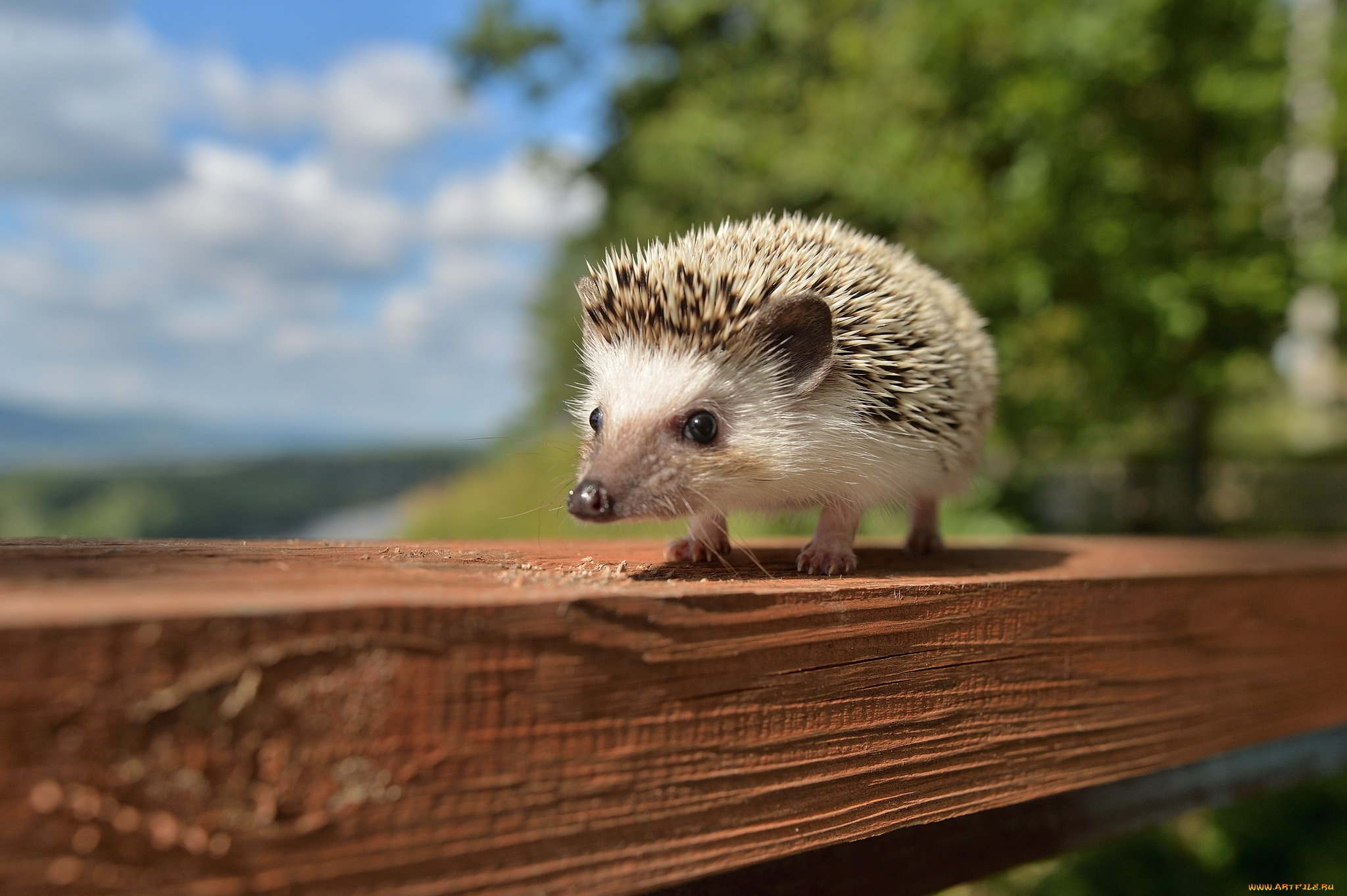 животные, ежи, ежик