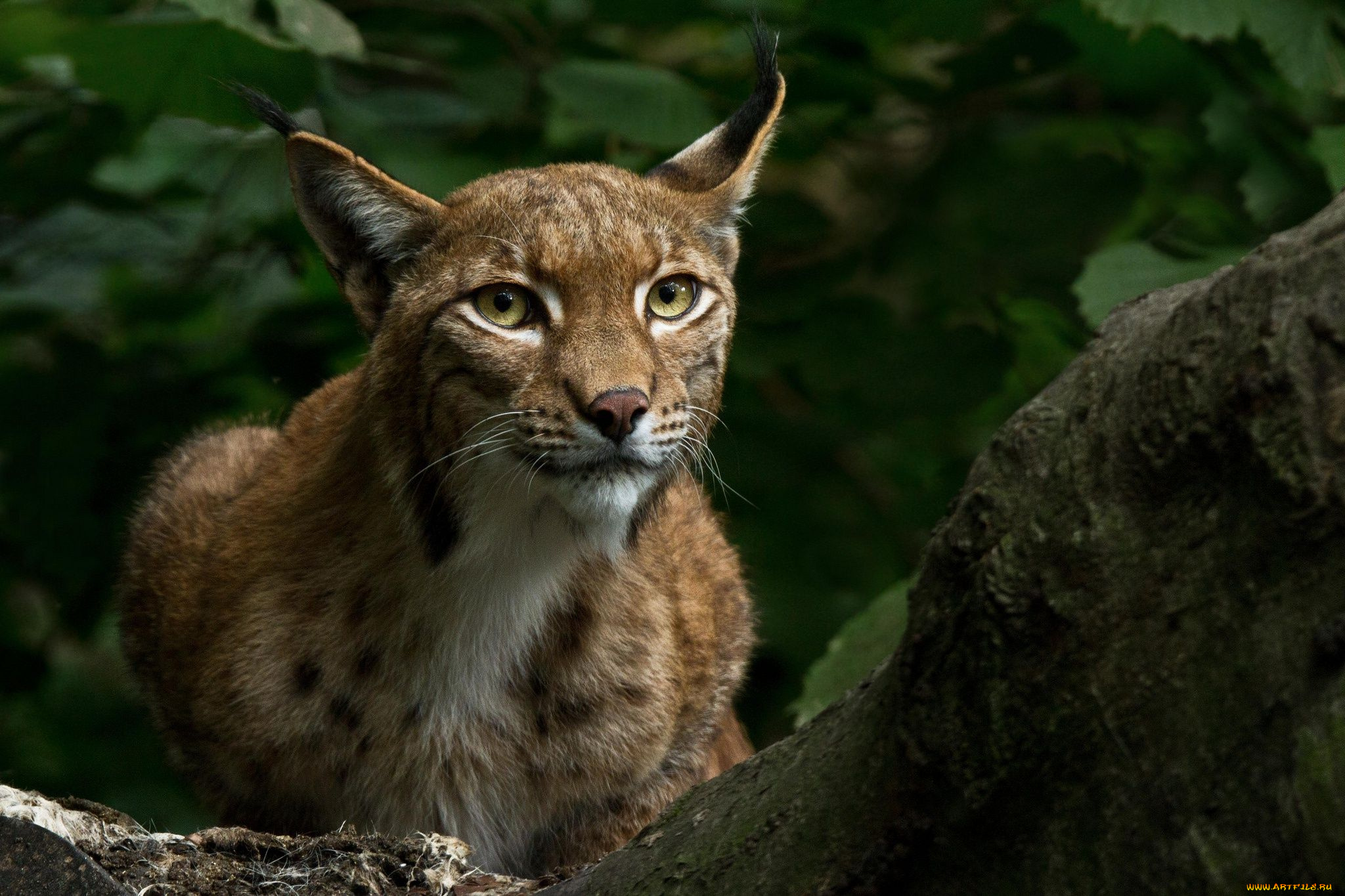 животные, -, другое, взгляд