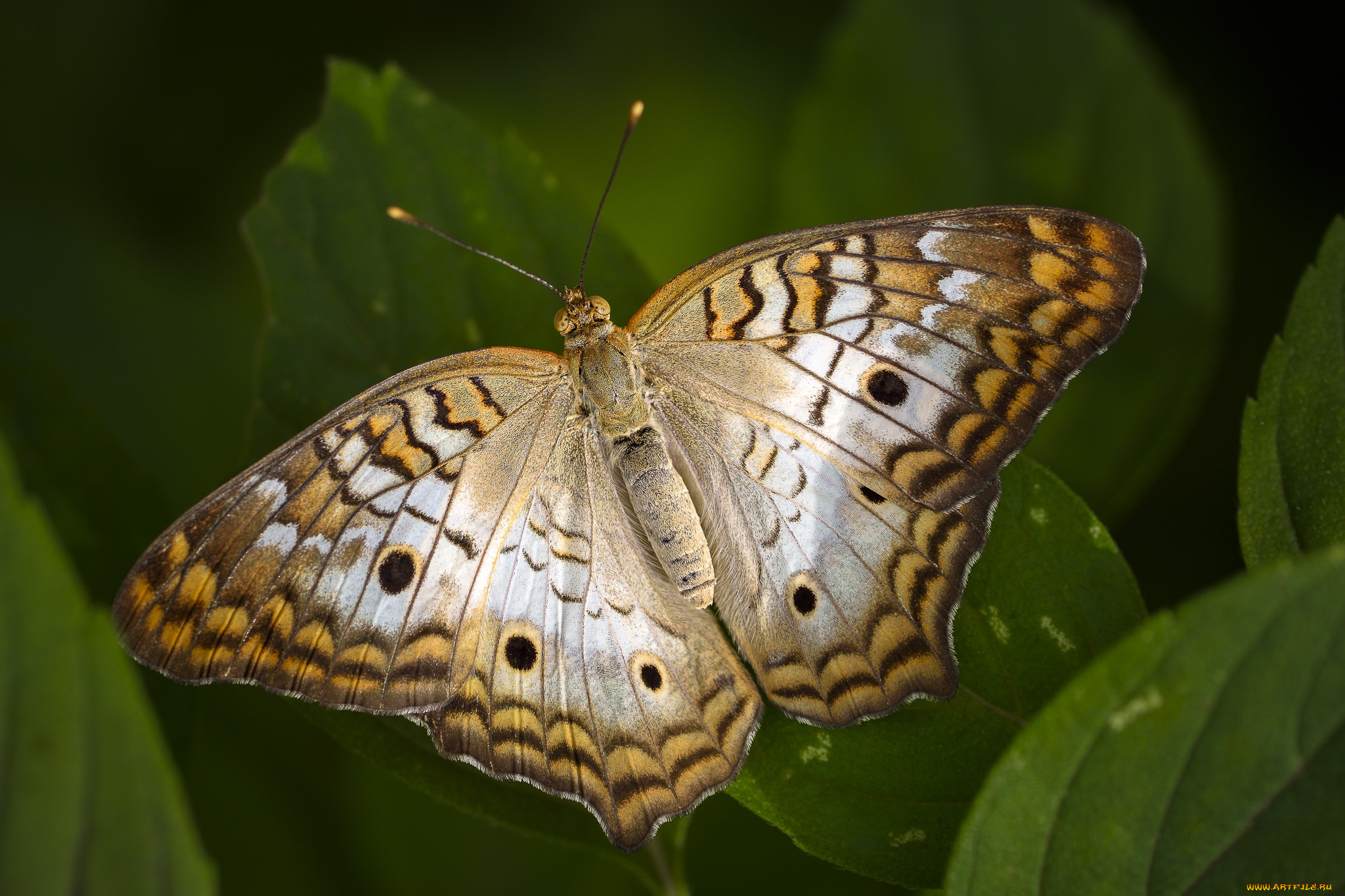 животные, бабочки, , мотыльки, , моли, бабочка