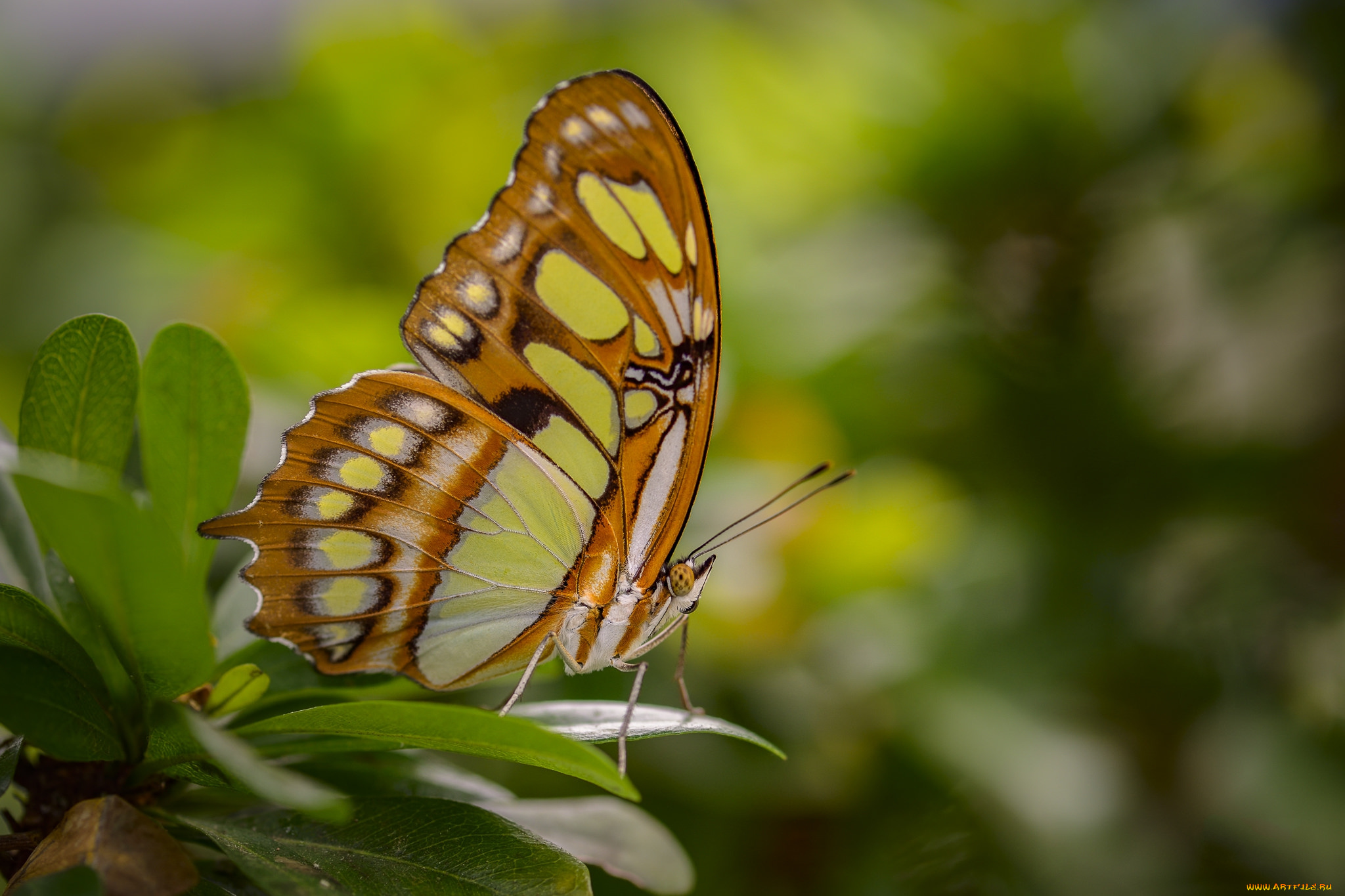 животные, бабочки, , мотыльки, , моли, бабочка