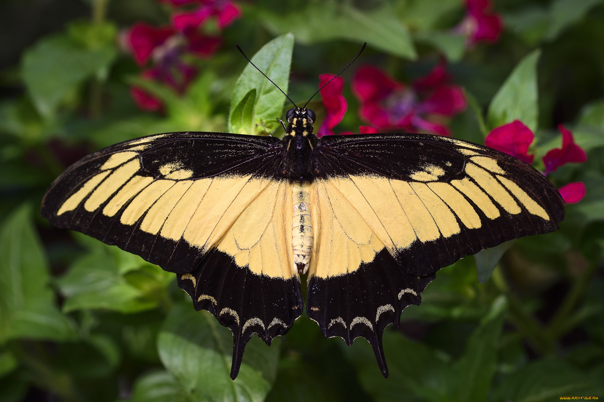 животные, бабочки, , мотыльки, , моли, бабочка