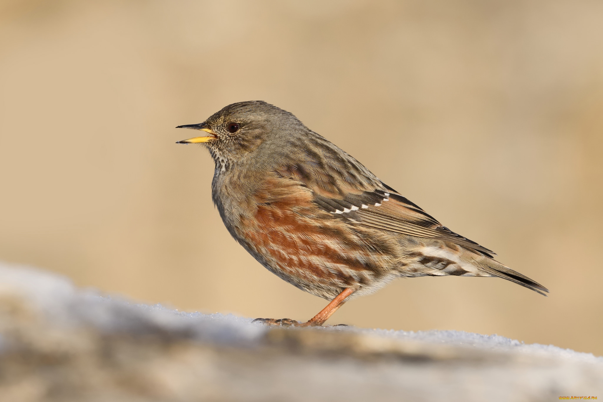 животные, птицы, птичка