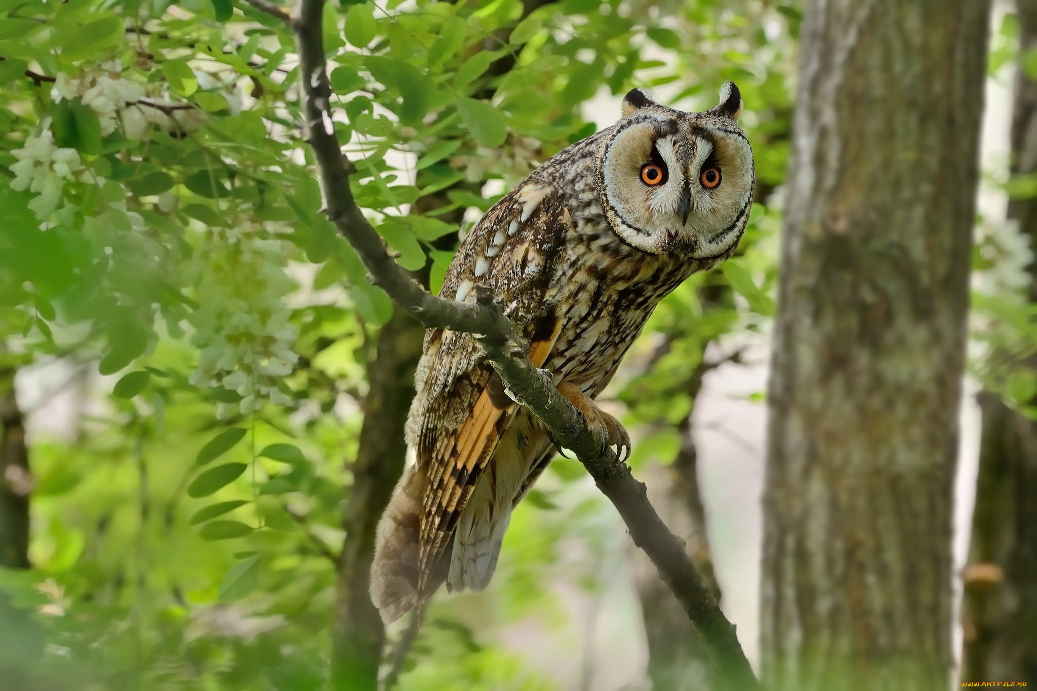 животные, совы, птичка