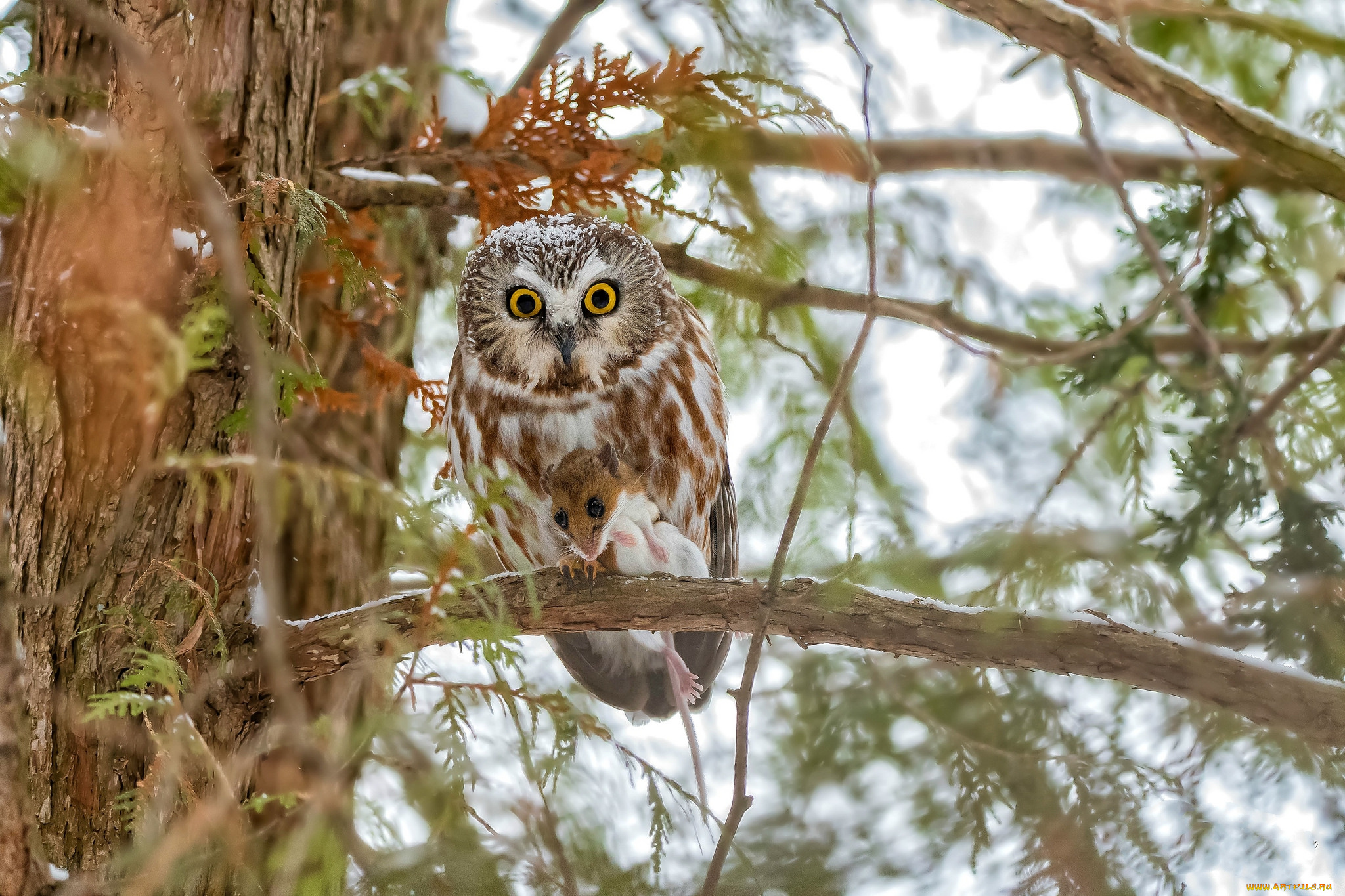 животные, совы, птичка