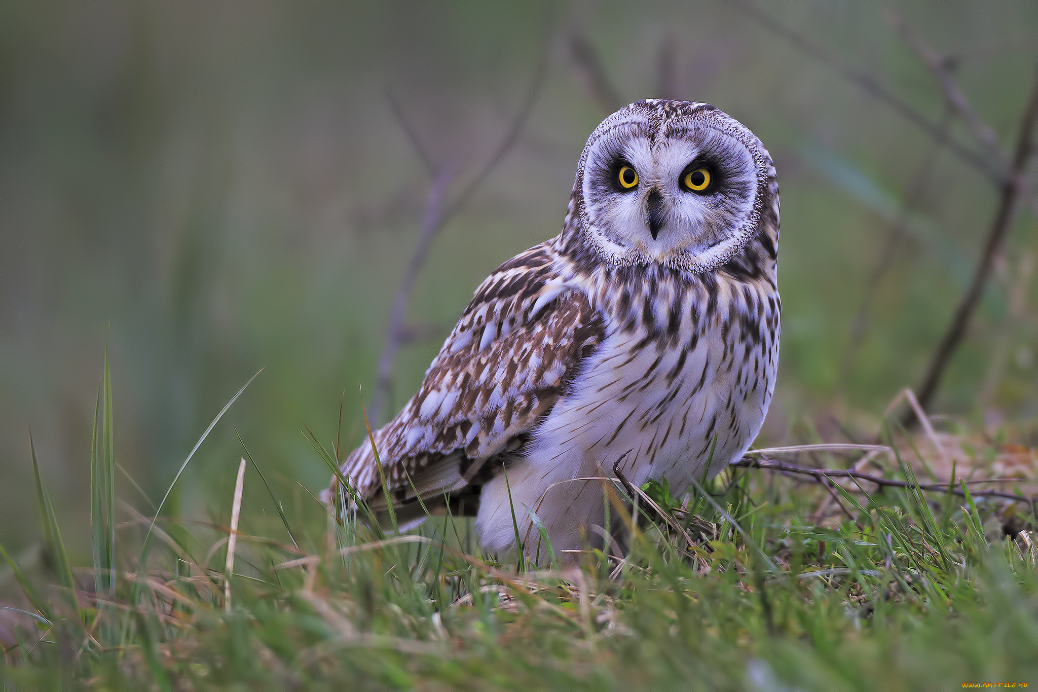 животные, совы, птичка