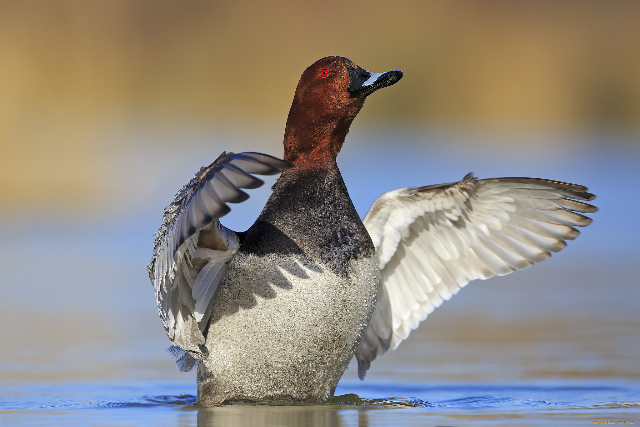 животные, утки, птичка