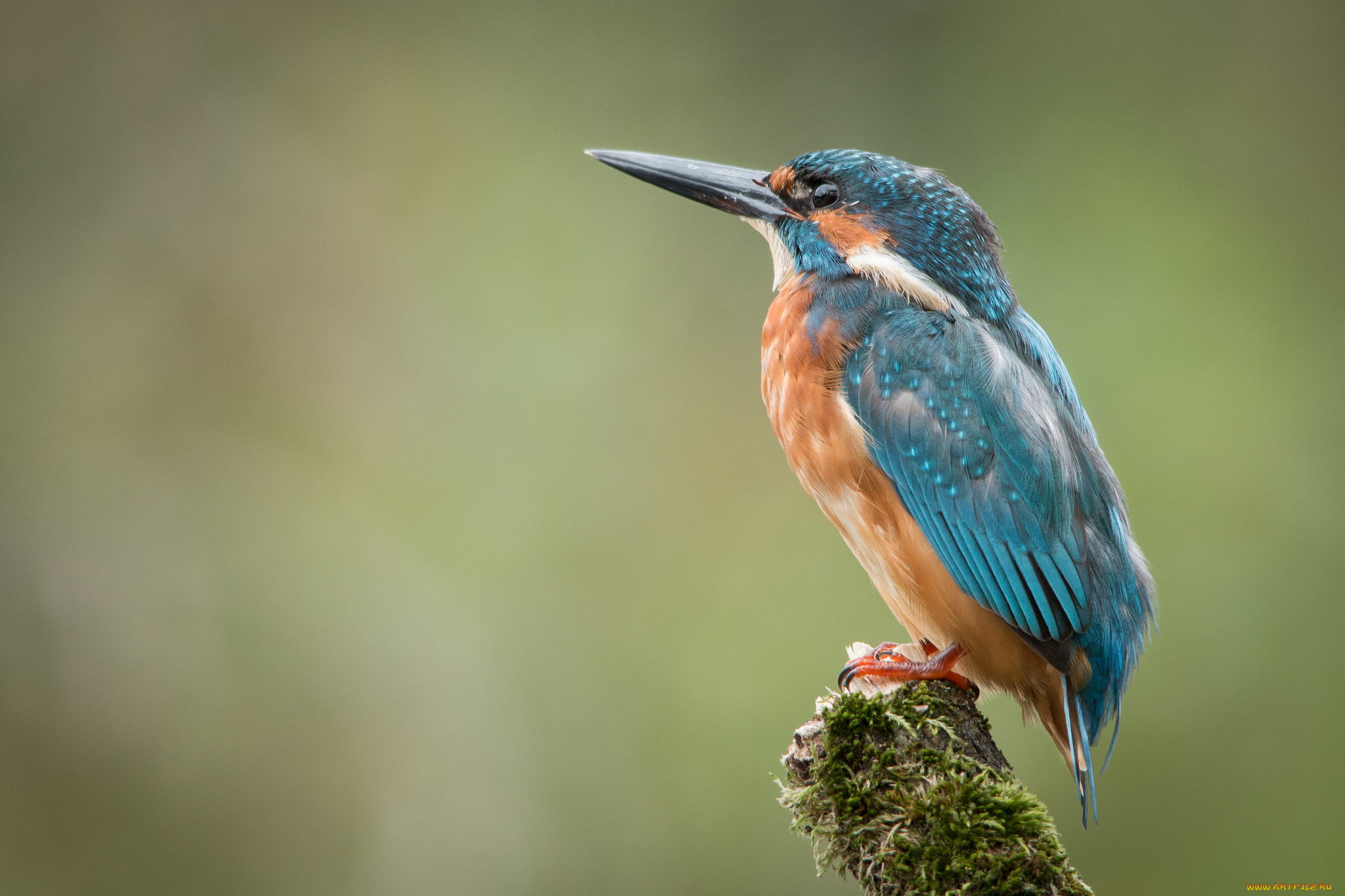 животные, зимородки, птичка